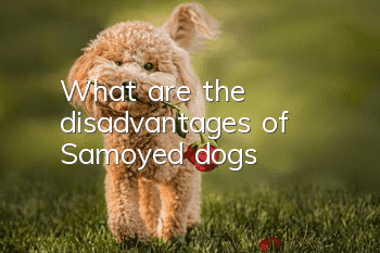 What are the disadvantages of Samoyed dogs?