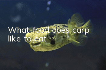 What food does carp like to eat?