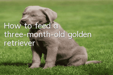 How to feed a three-month-old golden retriever