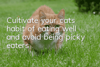 Cultivate your cat’s habit of eating well and avoid being picky eaters!