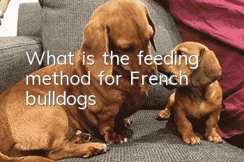 What is the feeding method for French bulldogs?