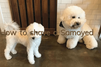 How to shave a Samoyed