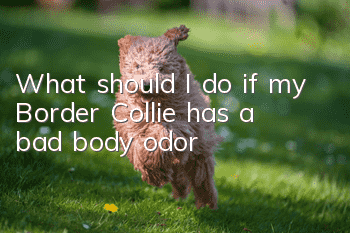 What should I do if my Border Collie has a bad body odor?