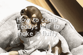 How to comb Teddy's hair to make it fluffy