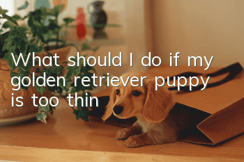 What should I do if my golden retriever puppy is too thin?