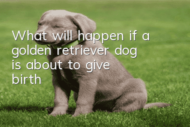 What will happen if a golden retriever dog is about to give birth?