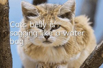 Cat’s belly is sagging like a water bag
