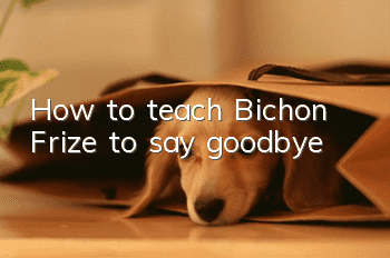 How to teach Bichon Frize to say goodbye
