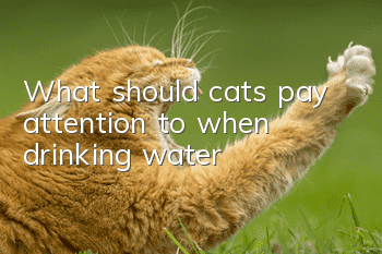 What should cats pay attention to when drinking water?