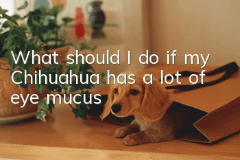 What should I do if my Chihuahua has a lot of eye mucus?