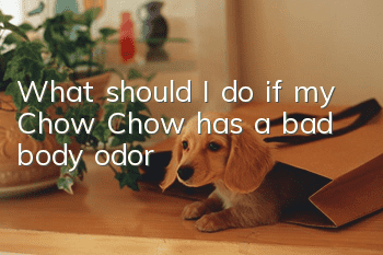 What should I do if my Chow Chow has a bad body odor?
