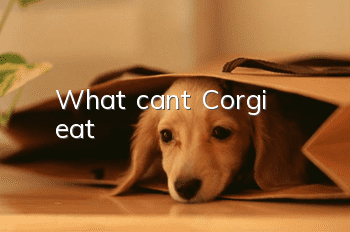 What can’t Corgi eat?