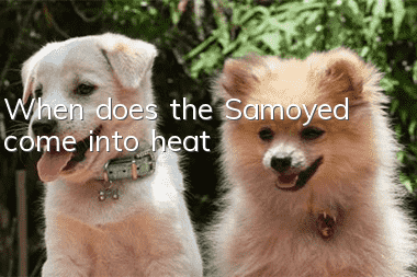 When does the Samoyed come into heat?