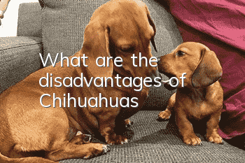 What are the disadvantages of Chihuahuas?
