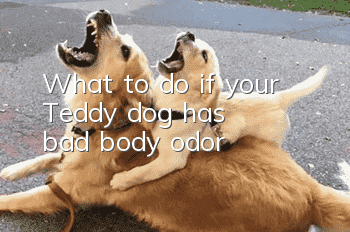 What to do if your Teddy dog has bad body odor