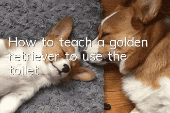 How to teach a golden retriever to use the toilet