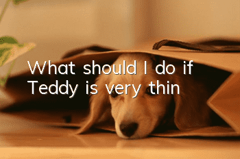 What should I do if Teddy is very thin?