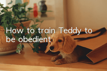 How to train Teddy to be obedient