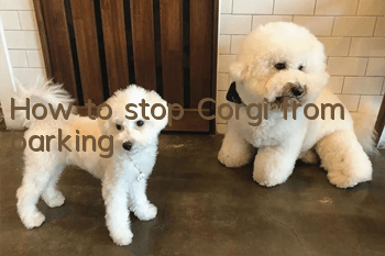 How to stop Corgi from barking?