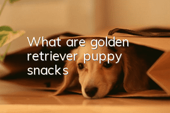 What are golden retriever puppy snacks?