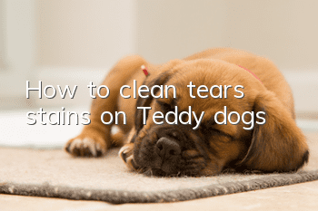 How to clean tears stains on Teddy dogs