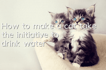 How to make a cat take the initiative to drink water?