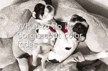 What to do if Corgi’s coat color fades