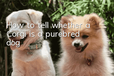 How to tell whether a Corgi is a purebred dog