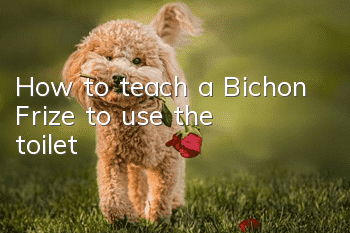 How to teach a Bichon Frize to use the toilet