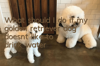What should I do if my golden retriever dog doesn’t like to drink water?