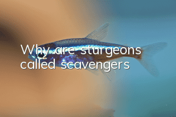 Why are sturgeons called scavengers?