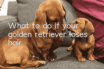 What to do if your golden retriever loses hair
