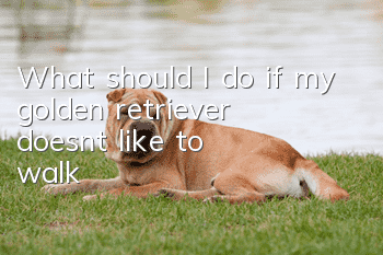 What should I do if my golden retriever doesn’t like to walk?