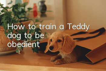 How to train a Teddy dog to be obedient