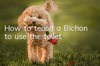 How to teach a Bichon to use the toilet