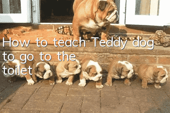 How to teach Teddy dog to go to the toilet