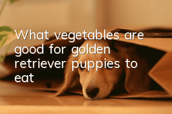 What vegetables are good for golden retriever puppies to eat?