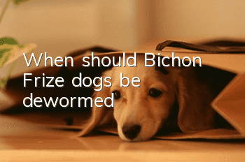 When should Bichon Frize dogs be dewormed?