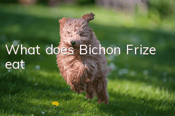 What does Bichon Frize eat?