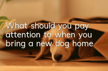 What should you pay attention to when you bring a new dog home?