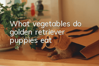 What vegetables do golden retriever puppies eat?