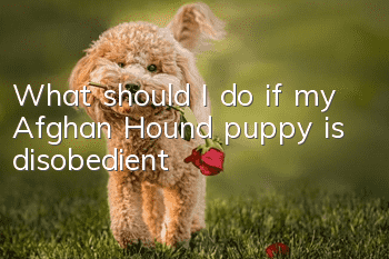 What should I do if my Afghan Hound puppy is disobedient?