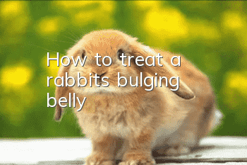 How to treat a rabbit’s bulging belly