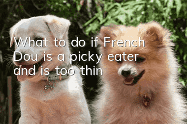 What to do if French Dou is a picky eater and is too thin