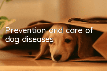 Prevention and care of dog diseases