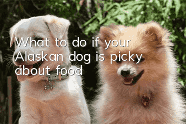 What to do if your Alaskan dog is picky about food