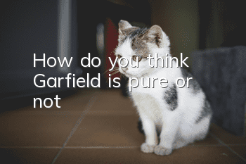 How do you think Garfield is pure or not?