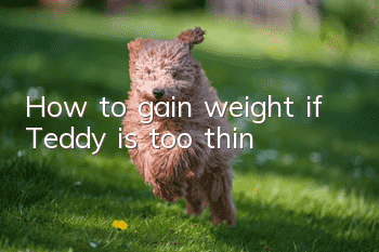 How to gain weight if Teddy is too thin