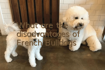 What are the disadvantages of French Bulldogs?