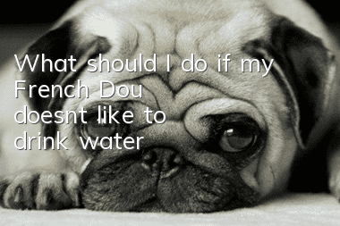 What should I do if my French Dou doesn't like to drink water?